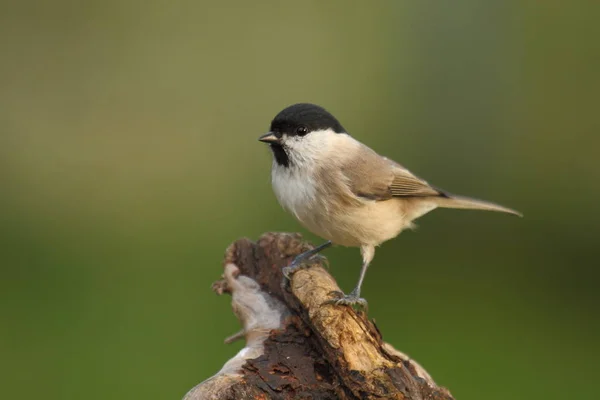 Willow Tit Some Know Name Monk Meise — Stok fotoğraf