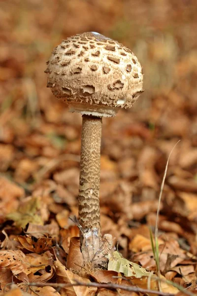 Vacker Utsikt Över Naturen — Stockfoto