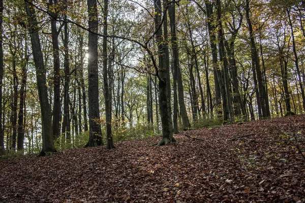 Kleurrijke Bladeren Bosbodem — Stockfoto