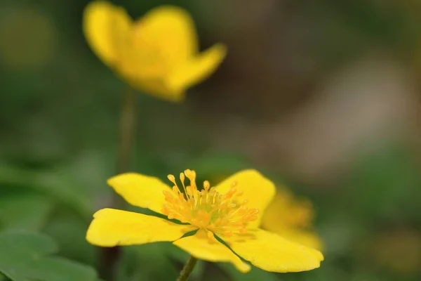 美丽的花朵 花卉概念背景 — 图库照片