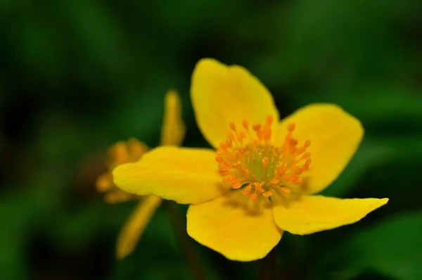 Krásný Botanický Záběr Přírodní Tapety — Stock fotografie