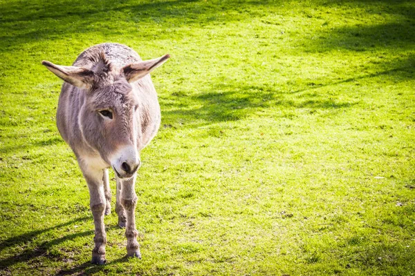 Burro Copia Derecha —  Fotos de Stock