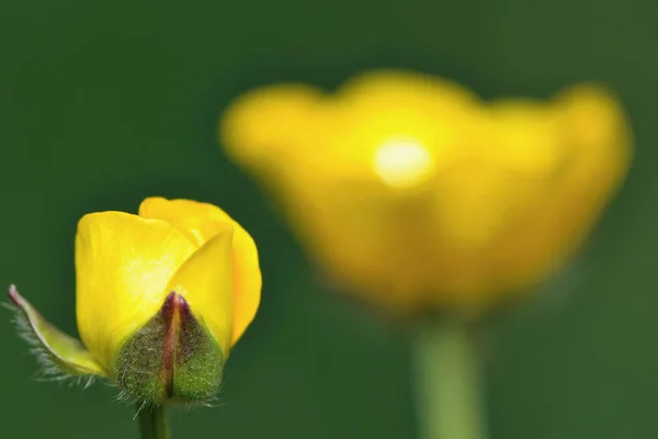 Belles Fleurs Fond Concept Floral — Photo