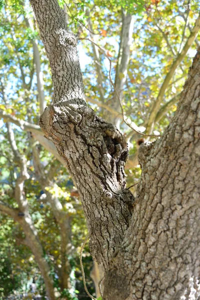 Spanische Landschaften Mallorca Kiefer — Stockfoto