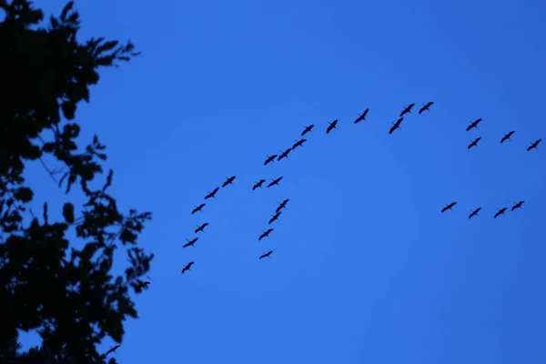 Guindastes Voando Sobre Florestas — Fotografia de Stock