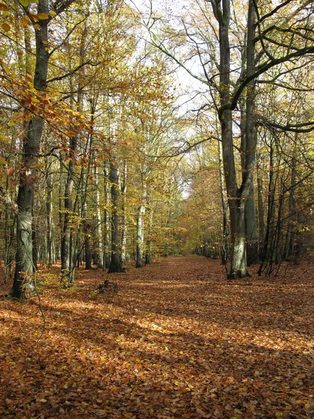 Beau Feuillage Automne Coloré — Photo