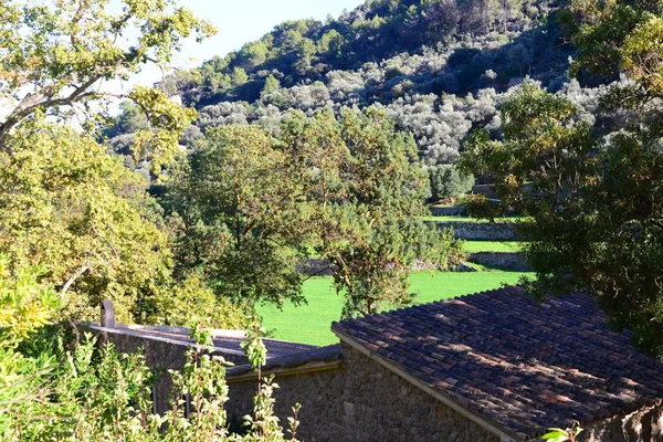 Paisagens Espanholas Maiorca Pinho — Fotografia de Stock