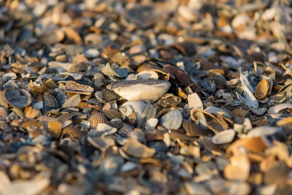 浜辺の貝の破片 — ストック写真