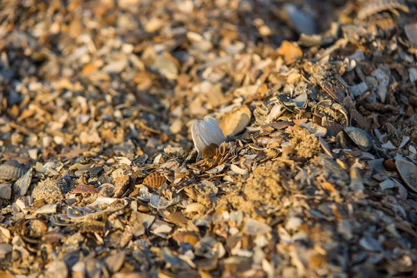 Kagyló Szilánkok Strandon — Stock Fotó