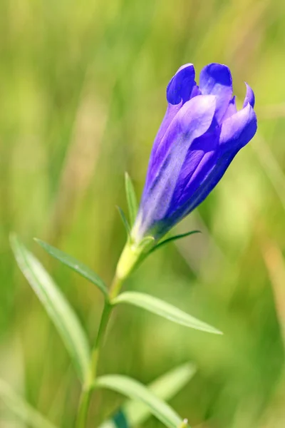 Genciana Pantanosa Páramo Múrnau — Foto de Stock