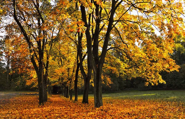 カラフルな色の木 Herrenhute Saxony — ストック写真