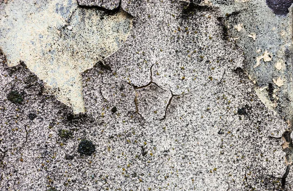 이끼와 깨진된 석고와 텍스처 — 스톡 사진