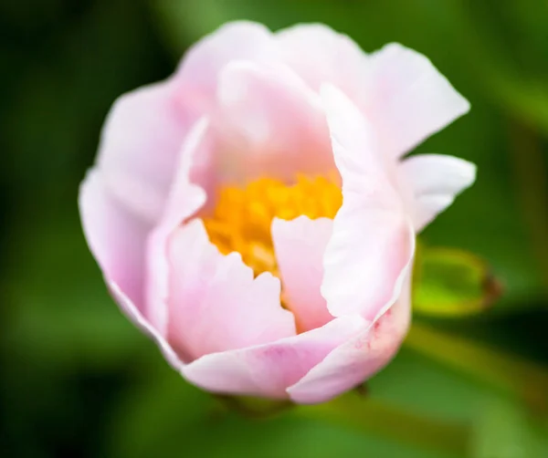 Pion Blommor Kronblad Flora — Stockfoto