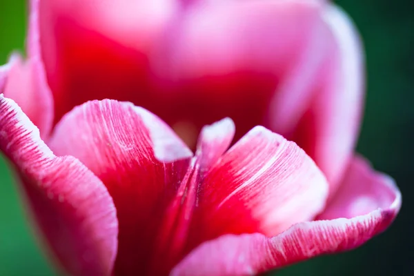 Крупним Планом Квітуча Рожева Квітка Тюльпанів — стокове фото
