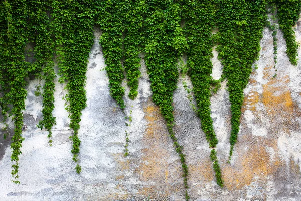 Yeşil Sarmaşıklı Eski Beton Duvar — Stok fotoğraf