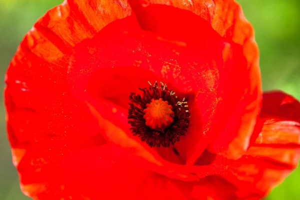 盛开的红罂粟花的遮掩 — 图库照片