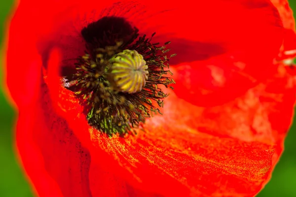 Közelkép Virágzó Vörös Mákvirág — Stock Fotó