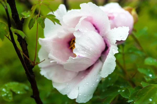 Peony Flowers Petals Flora — Stock Photo, Image