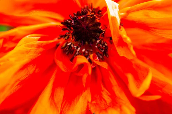 Çiçek Açan Kırmızı Gelincik Çiçeğinin Kapanışı — Stok fotoğraf