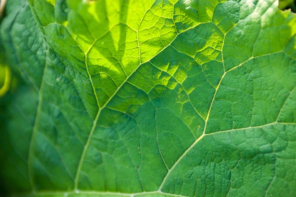 Primer Plano Hoja Verde Bardana Sol —  Fotos de Stock