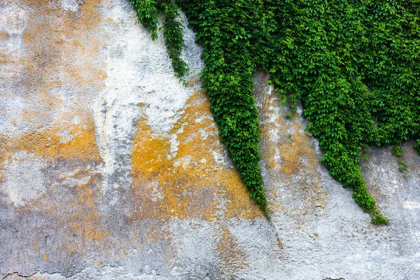 Yeşil Sarmaşıklı Eski Beton Duvar — Stok fotoğraf