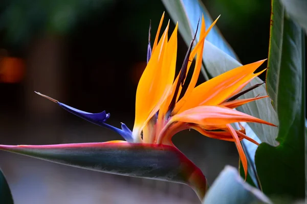 Fiore Arancio Strelitzia Pianta Perenne — Foto Stock