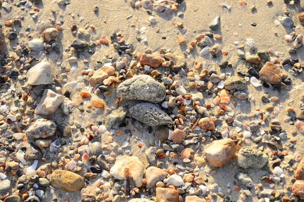 Conchas Praia Palma Maiorca Espanha — Fotografia de Stock