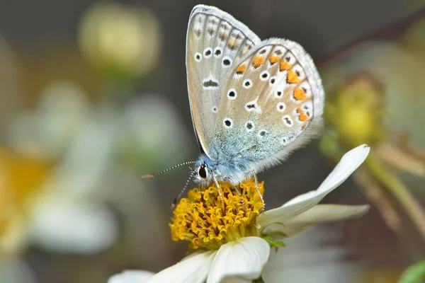白い黄色の花に青い — ストック写真