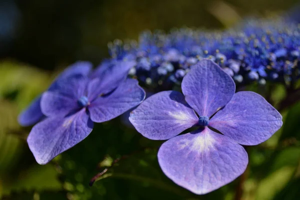 Vacker Utsikt Över Vackra Färgglada Hortensia — Stockfoto