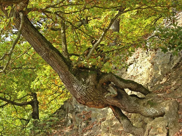 800º Carvalho Sésseis Quercus Petraea Edersee — Fotografia de Stock