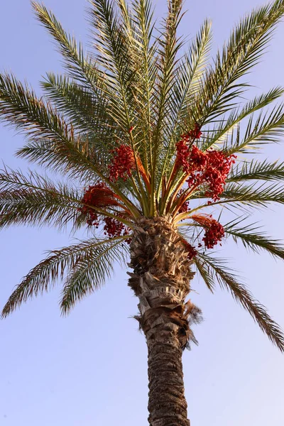 Dattero Palma Albero Natura Flora Fogliame — Foto Stock