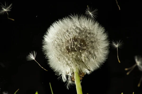 Olika Blommor Selektivt Fokus — Stockfoto