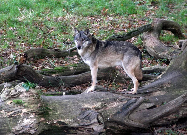 Lobo Bosque —  Fotos de Stock