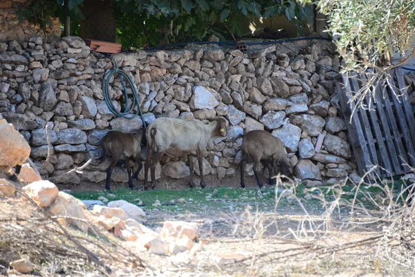 Πρόβατα Στο Βοσκότοπο Ισπανία — Φωτογραφία Αρχείου