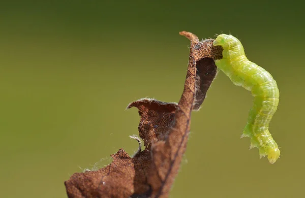 Owady Gąsienicowe Małe Robaki — Zdjęcie stockowe