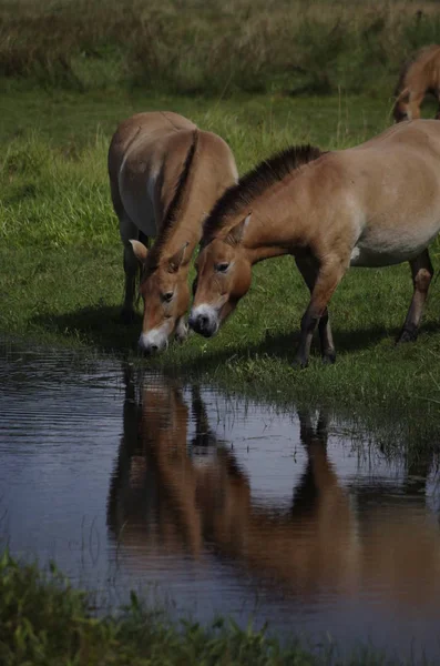 Paarden Overdag Buiten — Stockfoto