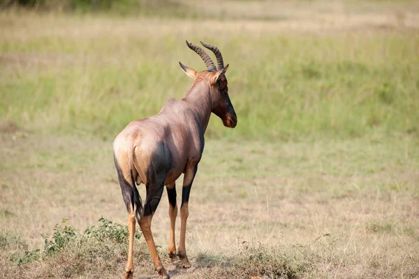 Antilopa Divoké Zvíře Volně Žijící Živočichové — Stock fotografie