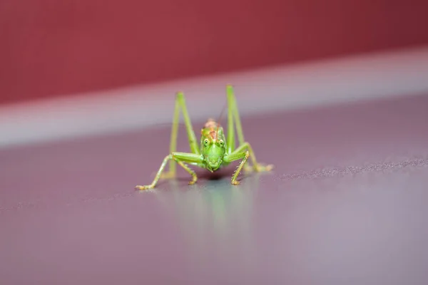 バッタ虫無脊椎動物の祈りのバグ — ストック写真