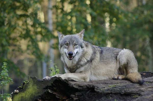 Vue Panoramique Loup Sauvage Nature — Photo