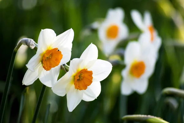 Narciso Primavera Parque — Foto de Stock