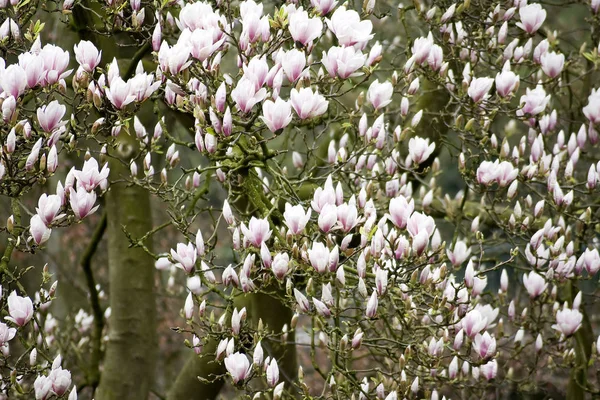 Magnolia Fleurs Sur Arbre Flore Printanière — Photo