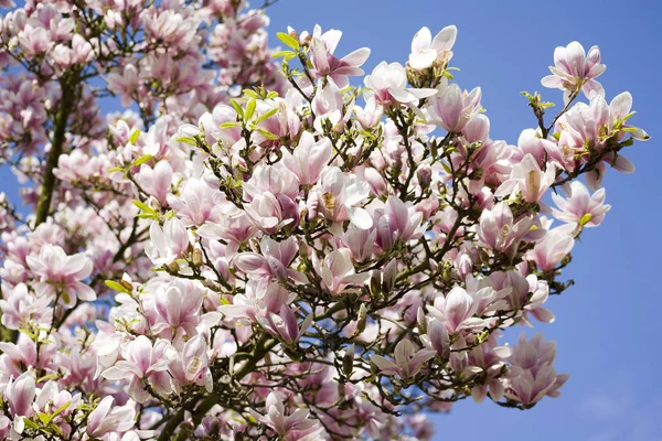 Manolya Çiçekleri Ağaçta Bahar Çiçekleri — Stok fotoğraf
