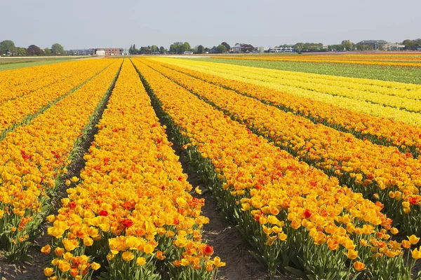 Campo Tulipani Colorati Nei Paesi Bassi — Foto Stock