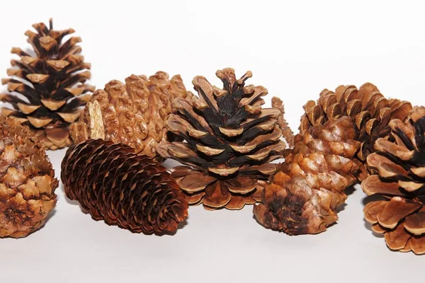 Conifer Pine Tree Cones — Stock Photo, Image