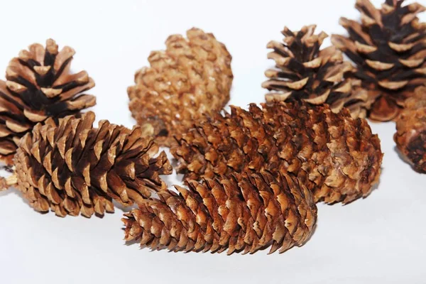 Conifer Pine Tree Cones — Stock Photo, Image