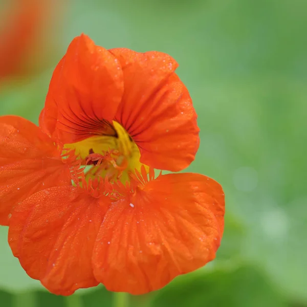 Flores Flor Calabaza Planta Con Hojas —  Fotos de Stock