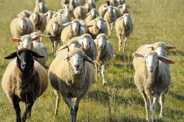 一群羊在动 — 图库照片