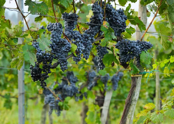 Uvas Azuis Maduras Videira — Fotografia de Stock