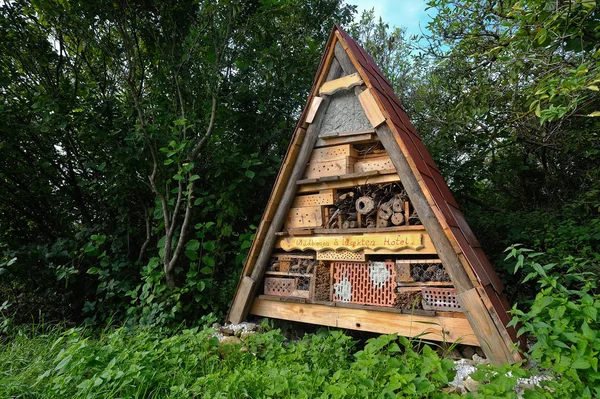 Close Zicht Insect Natuur — Stockfoto