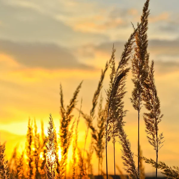 Tall Grass Sunshine — Stock Photo, Image